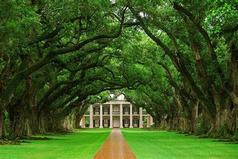 Oak Alley Plantation Tour From New Orleans: Triphobo