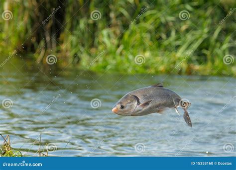 Flying fish stock photo. Image of jump, isolated, splashing - 15353160