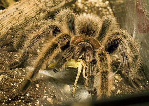 tarantula feeding | Flickr - Photo Sharing!