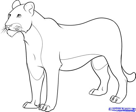 Female+Lion+Coloring+Pages | how to draw a lioness step 8 | Lion ...