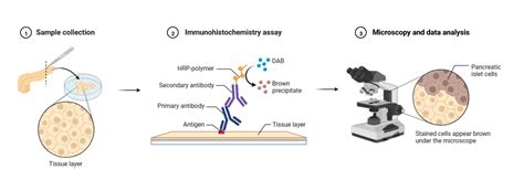 Immunohistochemistry | Applications | Resources | Biomol GmbH - Life ...