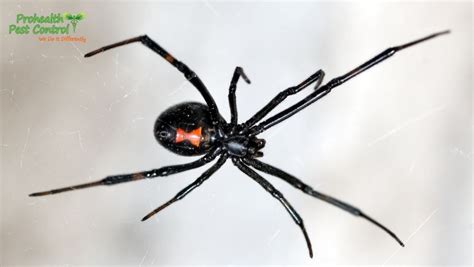 6 Black Widow Spider Facts to Keep in Mind - Prohealth Pest Control