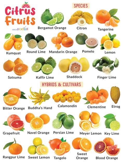 Types of Citrus Fruits - List With Pictures