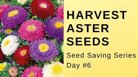 How To Harvest Aster Seeds // Garden VLOG - YouTube