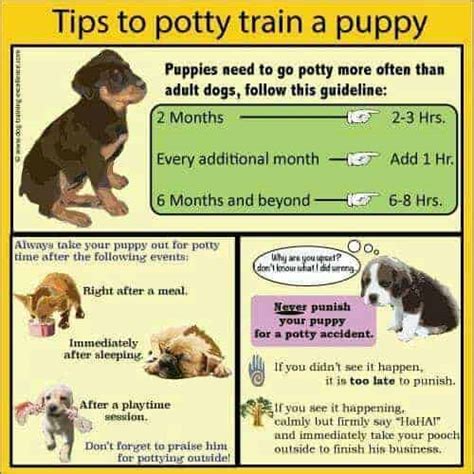 Can Some Dogs Not Be Potty Trained