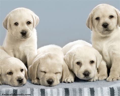 Labrador Retriever - Puppies, Rescue, Pictures, Information ...