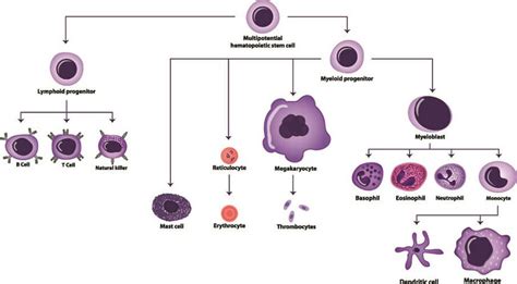 The development of leukocytes from hematopoietic stem cells. Image ...