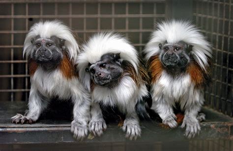 Marmoset | Description, Habitat, & Facts | Britannica