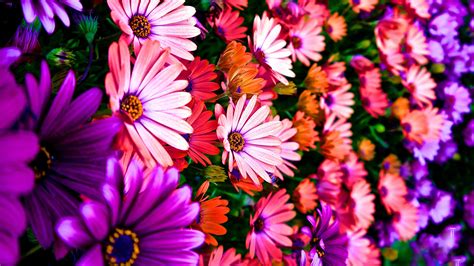 4K Flower Wallpapers - WallpaperSafari