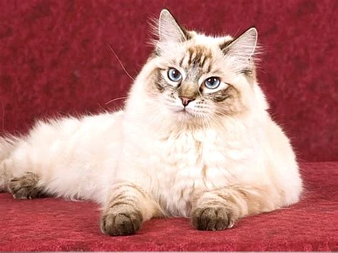 Lynx Ragdoll Cats and Kittens Types and Origin - Cat Queries