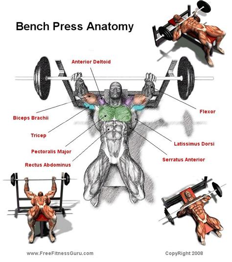 FreeFitnessGuru - Bench Press Anatomy | Bench press workout, Dumbbell ...