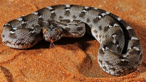 Carpet Viper Snake Facts - Carpet Vidalondon