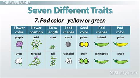 Gregor Mendel's Experiments & Discovery - Lesson | Study.com