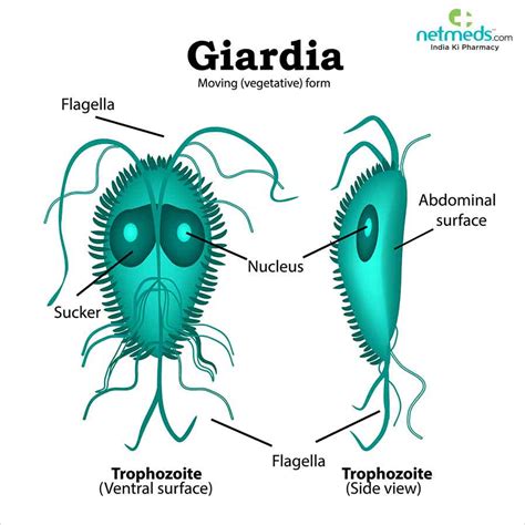 Giardia Lamblia Symptoms And Treatment | Bruin Blog