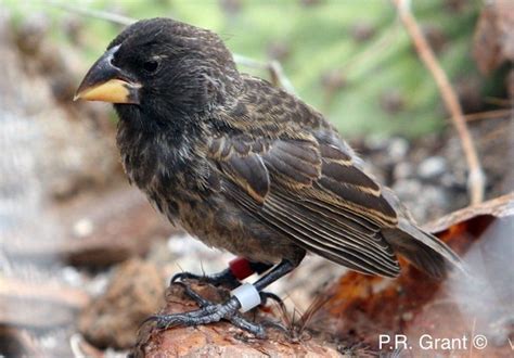 Galapagos finches caught in act of becoming new species - BBC News