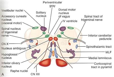 The lateral vestibular nucleus (Deiters’s nucleus) is the continuation ...