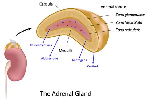 Adrenalectomy