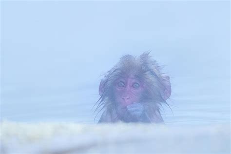 Portrait of Snow monkey - Japanese Macaque Baby Photograph by Kiran ...