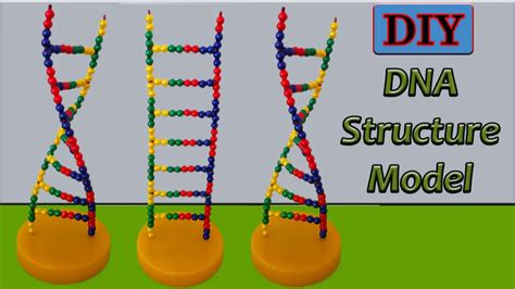 How To Build A Dna Model For School - Contestgold8