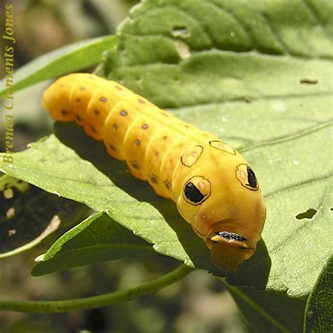 Spicebush Swallowtail Caterpillar