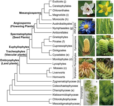 Diversity | Free Full-Text | The Molecular Phylogeny of Land Plants ...