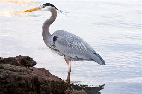 11 Types of Herons Found in Nova Scotia (2023) - Bird Watching HQ