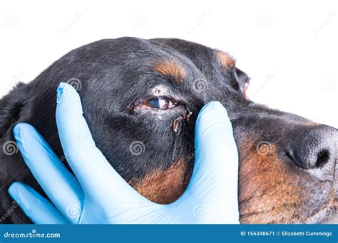 Sick Dog with Infected Crusty Eyes Examination Stock Image - Image of ...