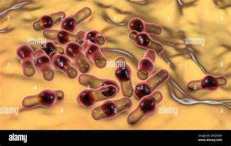 Clostridium bacteria, computer illustration. Clostridia are spore ...