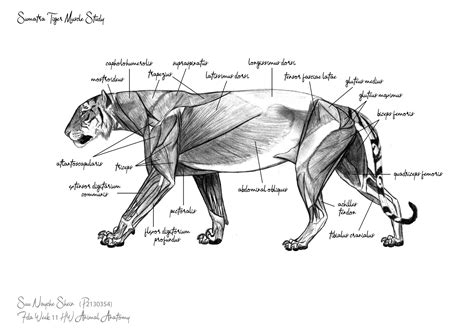 Tiger Muscle Anatomy