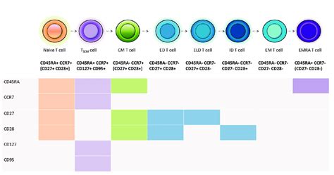 Linear T cell differentiation pathway The progressive linear ...