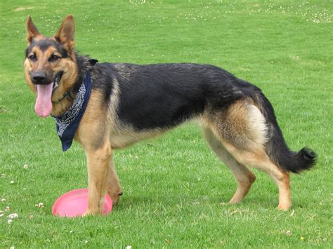 German Shepherd Breed Guide - Learn about the German Shepherd.