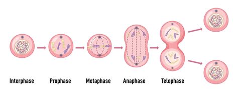 😱 Each phase of mitosis. What are the five phases of mitosis and what ...