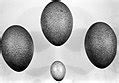 Category:Casuarius casuarius eggs - Wikimedia Commons