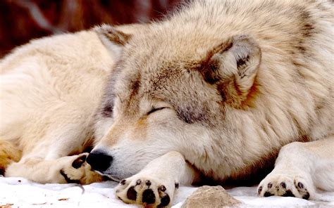 Pin by Maiya Jones on Wolven | Sleeping wolf, Wolf pictures, Wolf photos