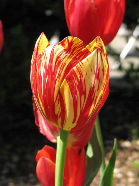 File:Tulip with variegated colors.jpg - Wikimedia Commons