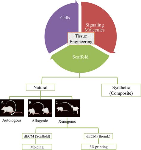 Progress in tissue engineering | Download Scientific Diagram