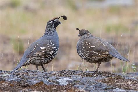 Permit in Colorado to Raise Bob White Quail - Henn Magaraind