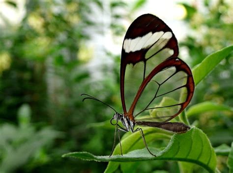 Rare Animals: Top 10 Rarest Butterflies in the World - HubPages