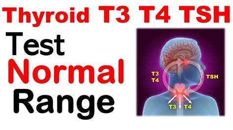 Thyroid t3 t4 tsh normal values | Thyroid test normal range - Go IT