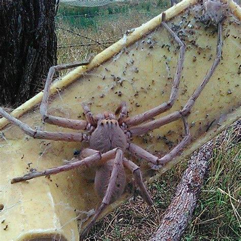 🔥 A female Omothymus spider spotted in Malaysia : r/nope