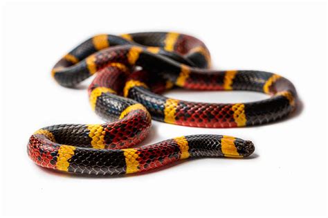 Meet 5 of the 10 Snakes of the Nile River - AZ Animals