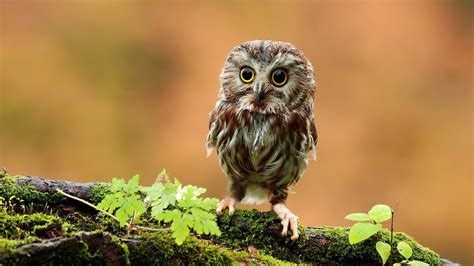 Super Cute Baby Owls