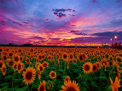 Sunflower Sunset Wallpapers - Wallpaper Cave