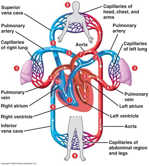 what is double circulation in human being explain with simple graphic ...