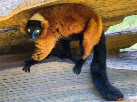 Lemur Island Habitat | North Carolina Zoo