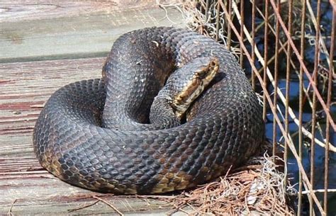 Cottonmouth Snake (Water Moccasin) Facts, Identification, Habitat, Diet ...