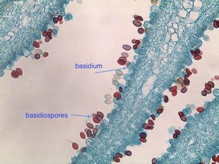 Basidia Microscope