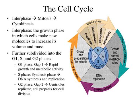 Mitosis Cell Cycle Phases