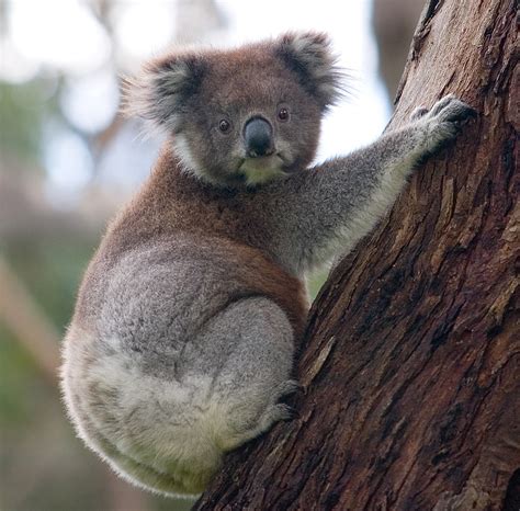 File:Koala climbing tree.jpg - Wikipedia