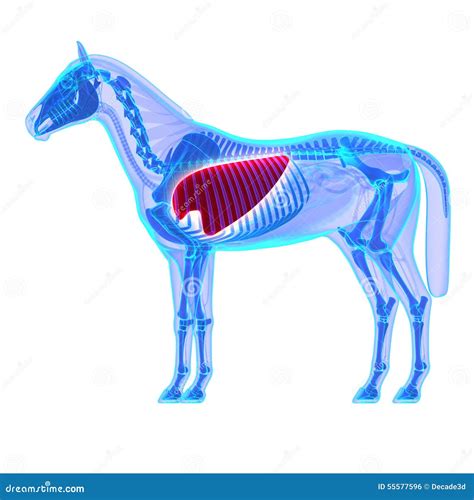 Horse Lungs - Horse Equus Anatomy - Isolated on White Stock ...